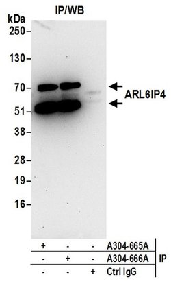 ARL6IP4 Rabbit anti-Human, Polyclonal, Bethyl Laboratories 10 &mu;L; Unconjugated:Antibodies,