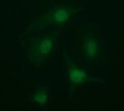ARMC1 Mouse anti-Human, Clone: OTI2G8, lyophilized, TrueMAB 100 &mu;g;