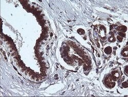 ARMC1 Monoclonal Antibody (OTI1D10), TrueMAB , OriGene 30 &mu;L; Unconjugated:Antibodies,