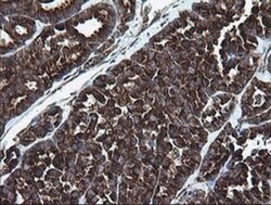 ARMC1 Monoclonal Antibody (OTI1D10), TrueMAB , OriGene 30 &mu;L; Unconjugated:Antibodies,