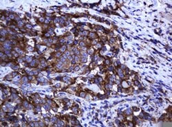 ARMC1 Monoclonal Antibody (OTI2E5), TrueMAB , OriGene 30 &mu;L | Buy Online | OriGene | Fisher Scientific