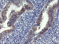 ARMC1 Mouse anti-Human, Clone: OTI2G8, lyophilized, TrueMAB 100 &mu;g;