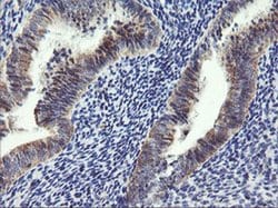 ARMC1 Monoclonal Antibody (OTI2G8), TrueMAB , OriGene 100 &mu;L; Unconjugated:Antibodies,