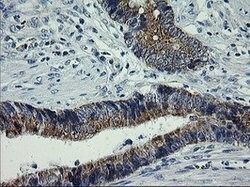 ARMC1 Mouse anti-Human, Clone: OTI2G8, lyophilized, TrueMAB 100 &mu;g;