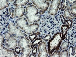 ARMC1 Mouse anti-Human, Clone: OTI2G8, lyophilized, TrueMAB 100 &mu;g;