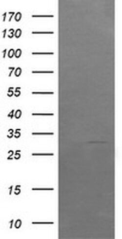 ARMC1 Monoclonal Antibody (OTI1D10), TrueMAB , OriGene 30 &mu;L; Unconjugated:Antibodies,