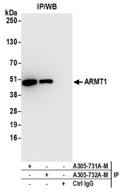 ARMT1 Polyclonal Antibody, Bethyl Laboratories 20 &mu;L; Unconjugated:Antibodies,