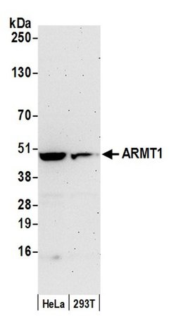 ARMT1 Polyclonal Antibody, Bethyl Laboratories 20 &mu;L; Unconjugated:Antibodies,