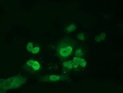 ARNT Mouse anti-Human, Clone: OTI2C7, lyophilized, TrueMAB 100 &mu;g; Unconjugated:Antibodies,