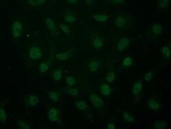 ARNT Mouse anti-Human, Clone: OTI2C7, lyophilized, TrueMAB 100 &mu;g; Unconjugated:Antibodies,