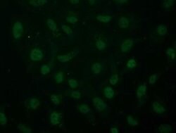 ARNT Monoclonal Antibody (OTI2C7), TrueMAB , OriGene 100 &mu;L; Unconjugated:Antibodies,