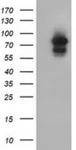 ARNT Mouse anti-Human, Clone: OTI2C7, lyophilized, TrueMAB 100 &mu;g; Unconjugated:Antibodies,