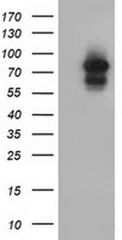 ARNT Monoclonal Antibody (OTI2C7), TrueMAB , OriGene 100 &mu;L; Unconjugated:Antibodies,