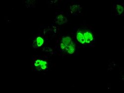 ARNTL Mouse anti-Human, Clone: OTI1C11, liquid, TrueMAB 100 &mu;L; Unconjugated:Antibodies,