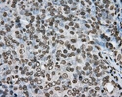 ARNTL Mouse anti-Human, Clone: OTI1C11, liquid, TrueMAB 100 &mu;L; Unconjugated:Antibodies,