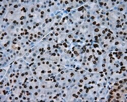 ARNTL Mouse anti-Human, Clone: OTI1C11, liquid, TrueMAB 100 &mu;L; Unconjugated:Antibodies,