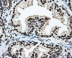 ARNTL Mouse anti-Human, Clone: OTI1C11, liquid, TrueMAB 100 &mu;L; Unconjugated:Antibodies,
