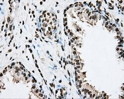 ARNTL Mouse anti-Human, Clone: OTI1C11, liquid, TrueMAB 100 &mu;L; Unconjugated:Antibodies,