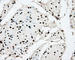 ARNTL Mouse anti-Human, Clone: OTI1C11, liquid, TrueMAB 100 &mu;L; Unconjugated:Antibodies,