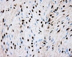 ARNTL Mouse anti-Human, Clone: OTI1C11, liquid, TrueMAB 100 &mu;L; Unconjugated:Antibodies,