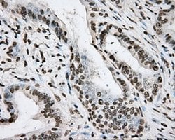 ARNTL Mouse anti-Human, Clone: OTI1C11, liquid, TrueMAB 100 &mu;L; Unconjugated:Antibodies,