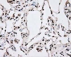 ARNTL Mouse anti-Human, Clone: OTI1C11, liquid, TrueMAB 100 &mu;L; Unconjugated:Antibodies,