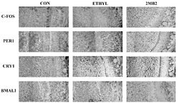 ARNTL Monoclonal Antibody (OTI1D1), TrueMAB , OriGene 30 &mu;L; Unconjugated:Antibodies,