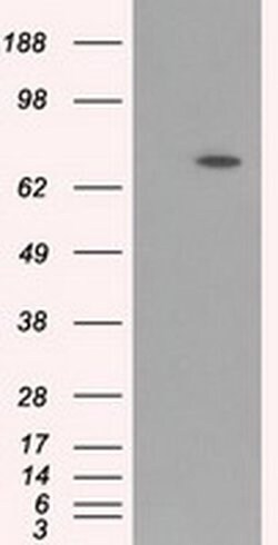 ARNTL Mouse anti-Human, Clone: OTI1C11, liquid, TrueMAB 100 &mu;L; Unconjugated:Antibodies,