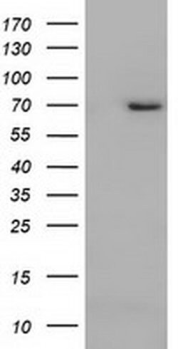 ARNTL Monoclonal Antibody (OTI1D1), TrueMAB , OriGene 30 &mu;L; Unconjugated:Antibodies,