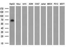ARNTL Monoclonal Antibody (OTI1D1), TrueMAB , OriGene:Antibodies:Primary