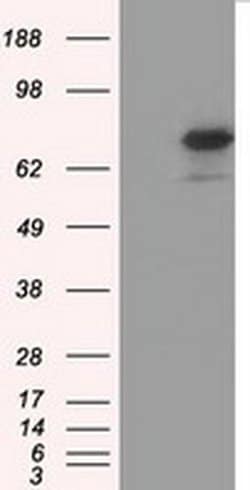 ARNTL Mouse anti-Canine, Human, Rat, Clone: OTI3G9, liquid, TrueMAB 30