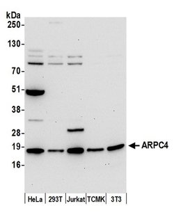 ARPC4 Rabbit anti-Human, Mouse, Polyclonal, Bethyl Laboratories 100 &mu;L;