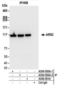ARS2 Rabbit anti-Human, Mouse, Polyclonal, Bethyl Laboratories 100 &mu;L;