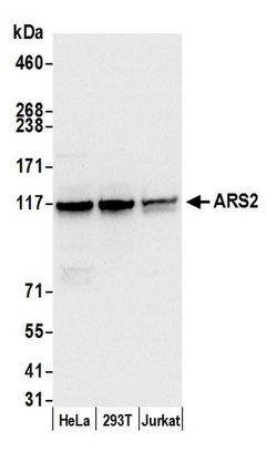 ARS2 Rabbit anti-Human, Mouse, Polyclonal, Bethyl Laboratories 100 &mu;L;