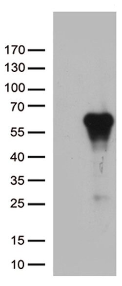 ARSG Mouse anti-Human, Clone: OTI4H3, lyophilized, TrueMAB 100 &mu;g; Unconjugated:Antibodies,