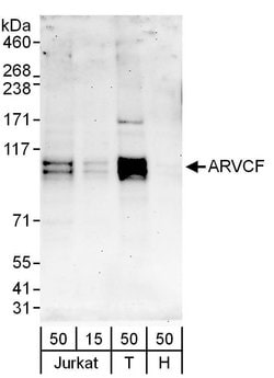 ARVCF Rabbit anti-Human, Polyclonal, Bethyl Laboratories 100 &mu;L; Unconjugated:Antibodies,