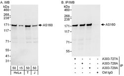 AS160 Rabbit anti-Human, Polyclonal, Bethyl Laboratories 100 &mu;L; Unconjugated:Antibodies,