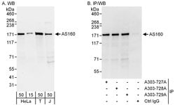 AS160 Rabbit anti-Human, Polyclonal, Bethyl Laboratories 100 &mu;L; Unconjugated:Antibodies,