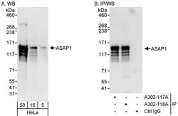 ASAP1 Rabbit anti-Human, Polyclonal, Bethyl Laboratories 100 &mu;L; Unconjugated:Antibodies,