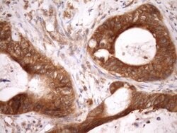 ASB8 Monoclonal Antibody (OTI3A12), TrueMAB , OriGene 100 &mu;L; Unconjugated:Antibodies,