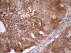 ASB8 Monoclonal Antibody (OTI3A12), TrueMAB , OriGene 100 &mu;L; Unconjugated:Antibodies,