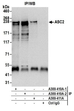 ASC2 Rabbit anti-Human, Polyclonal, Bethyl Laboratories 100 &mu;L; Unconjugated:Antibodies,