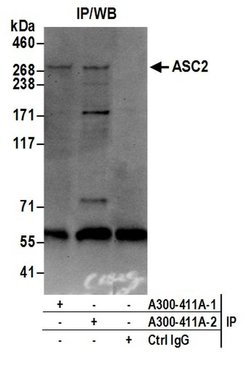 ASC2 Rabbit anti-Human, Polyclonal, Bethyl Laboratories 100 &mu;L; Unconjugated:Antibodies,