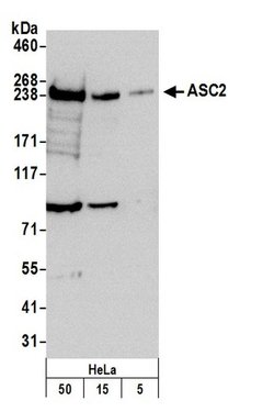 ASC2 Rabbit anti-Human, Polyclonal, Bethyl Laboratories 100 &mu;L; Unconjugated:Antibodies,