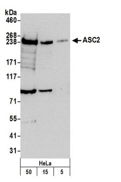 ASC2 Polyclonal Antibody, Bethyl Laboratories:Antibodies:Primary Antibodies