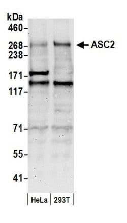 ASC2 Polyclonal Antibody, Bethyl Laboratories 20 &mu;L; Unconjugated:Antibodies,