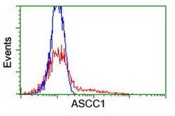 ASCC1 Monoclonal Antibody (OTI1E2), TrueMAB , OriGene 30 &mu;L; Unconjugated:Antibodies,