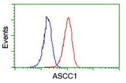 ASCC1 Mouse anti-Human, Clone: OTI6G5, lyophilized, TrueMAB 100 &mu;g;