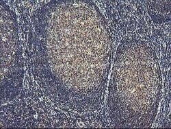 ASCC1 Mouse anti-Human, Clone: OTI6G5, lyophilized, TrueMAB 100 &mu;g;