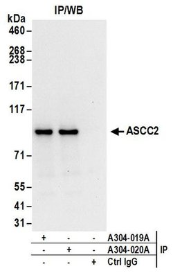 ASCC2 Rabbit anti-Human, Mouse, Polyclonal, Bethyl Laboratories 100 &mu;L;